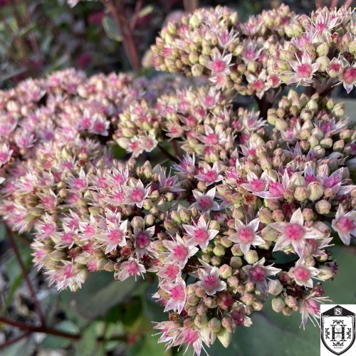 Sedum 'Strawberry and Cream' - Kukehari 'Strawberry and Cream'